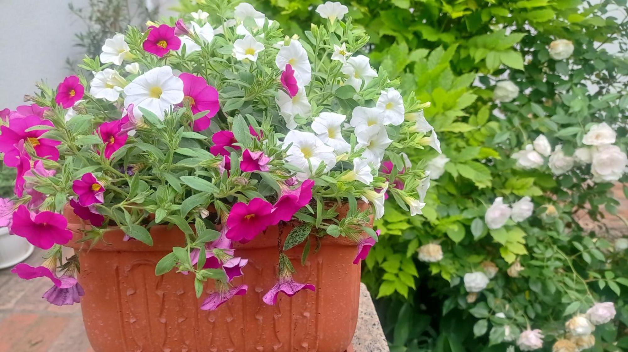Belgrade Apartment Happy Garden Buitenkant foto
